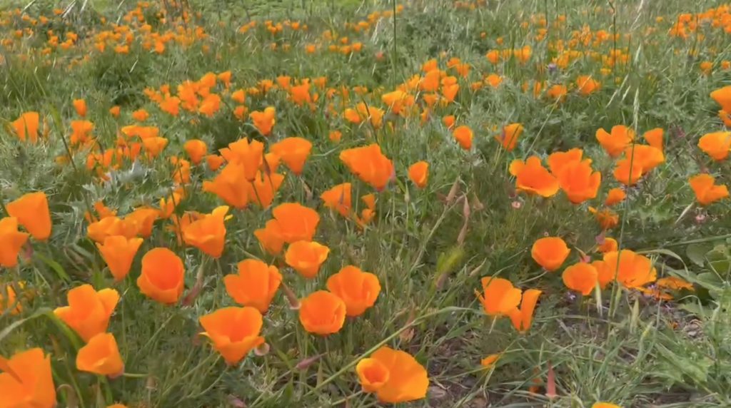 image for guided meditation, Coyote hill park, poppy flower, video blog, guided meditation video, video presentation, sflow.io video presentation, AI video generator